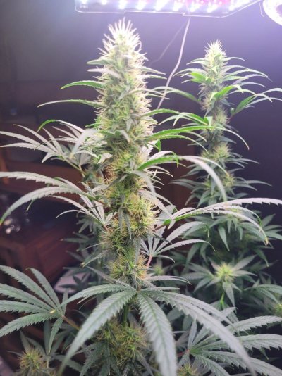 3 photo white widow and 1 photo mystery plant. Half way through week 6 if 12/12.