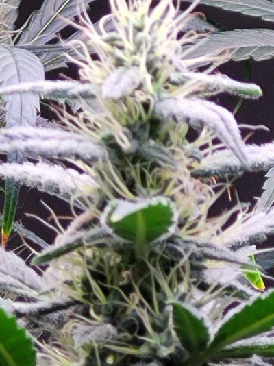 3 photo white widow and 1 photo mystery plant. Half way through week 6 if 12/12.