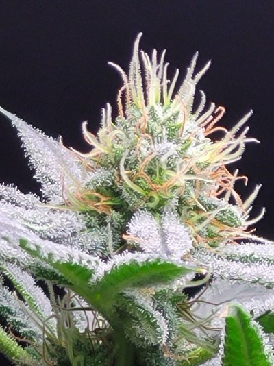 3 photo white widow and 1 photo mystery plant. Half way through week 6 if 12/12.