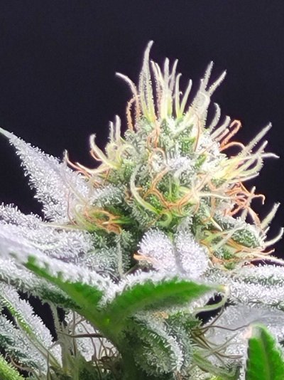 3 photo white widow and 1 photo mystery plant. Half way through week 6 if 12/12.