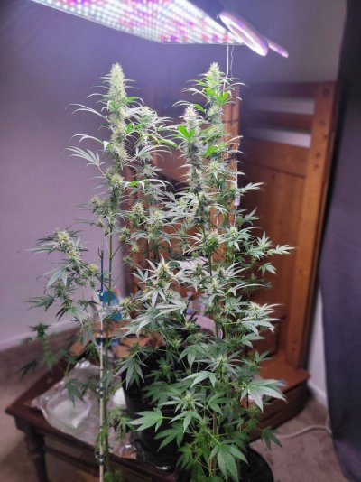 3 photo white widow and 1 photo mystery plant. Half way through week 6 if 12/12.