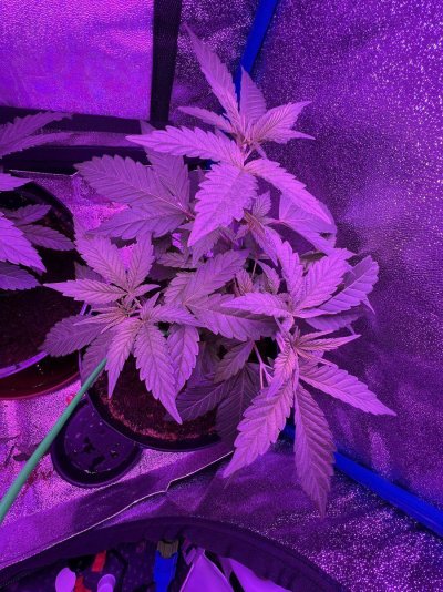 first-grow-bag-seed-in-a-2x2-5.jpeg