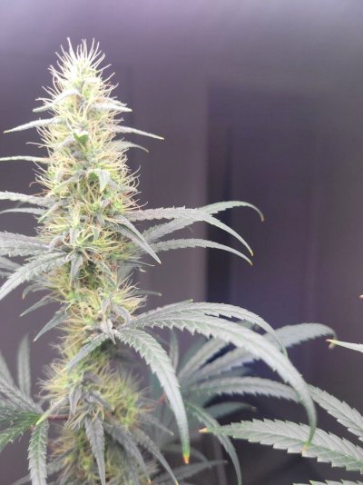 3 photo white widow and 1 photo mystery plant. Half way through week 6 if 12/12.