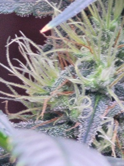 half-way-through-week-6-of-1212-3-photo-white-widow-and-1-photo-mystery-plant-16.jpg