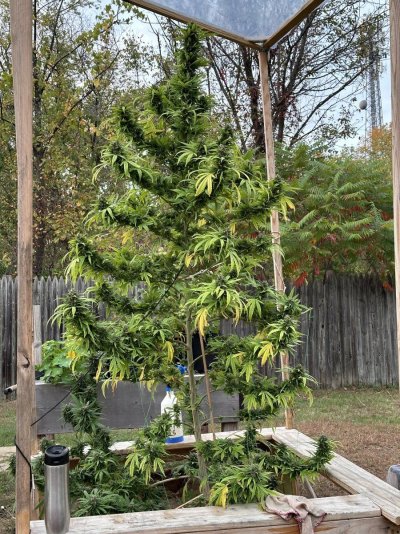 looking-for-early-harvest-feedback.jpeg