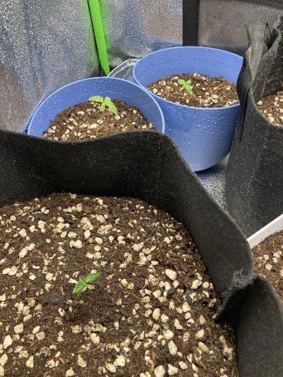 New Grower Here!