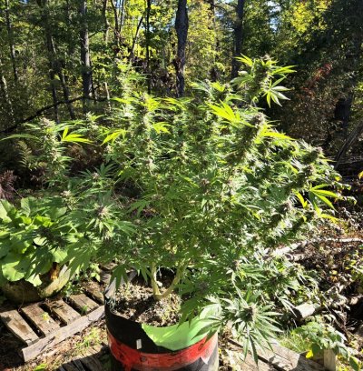 Let's see your 2024 outdoor grow!!