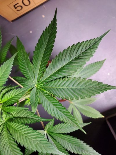 how-is-this-plant-doing-phosphorus-deficiency-7.jpg