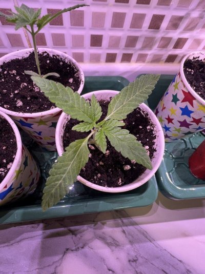 First time indoor grower here!