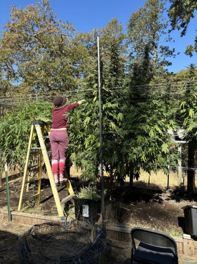 Frebo Can’t Stop Growing living in the Woods