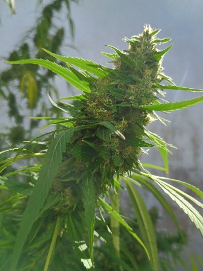 Is this ready? What you think?