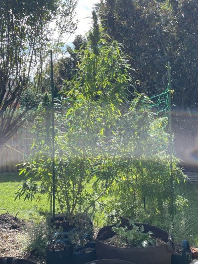 Flying High w . Hawk - 2024 Grow Journal