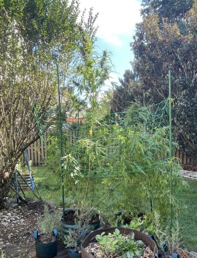 Flying High w . Hawk - 2024 Grow Journal