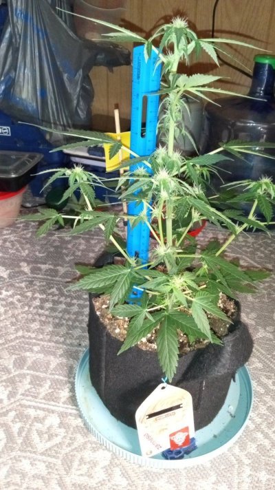 blue cheese f1 hybrid  and do-si-dos f1 hybrid