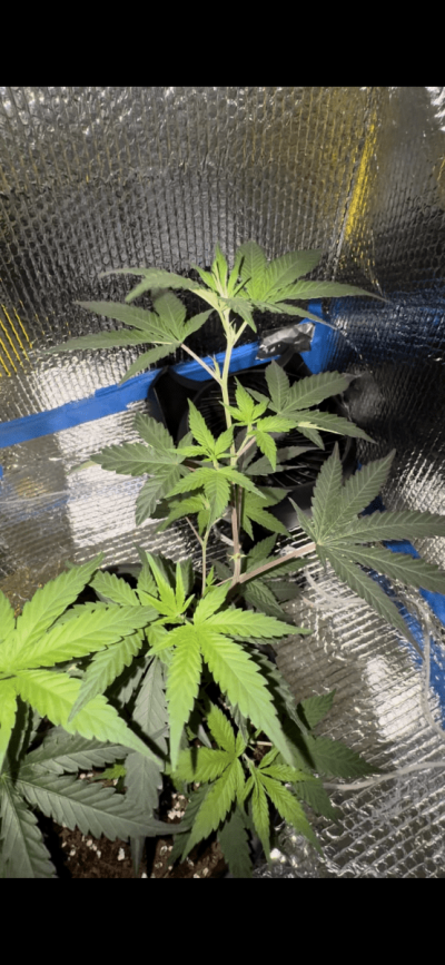 bent-new-growth--purple-stems--dark-leaves-3.png
