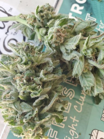 keeping-my-fingers-crossed-my-first-grow.jpg