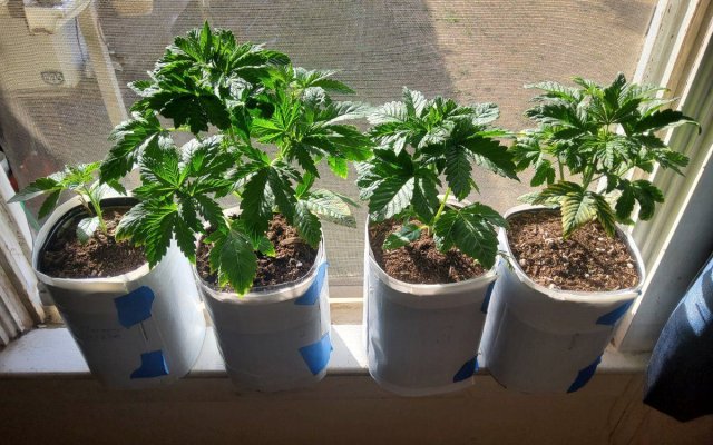 30 years since i was able to grow some weeds. i am now the proud parent of some beautiful girls....  :  )(  :
