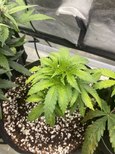 First Seedling in Coco and Perlite