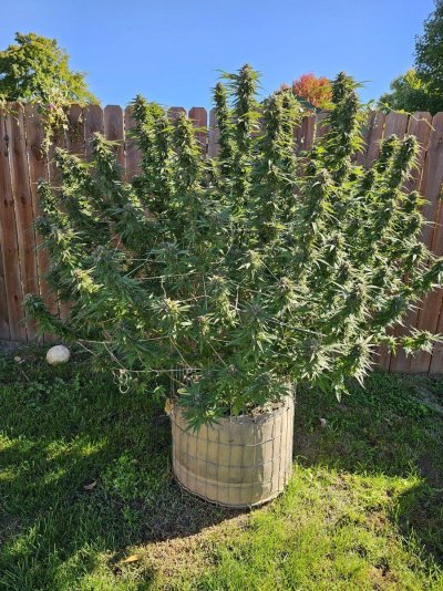 Let's see your 2024 outdoor grow!!