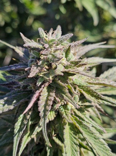 Let's See Your Frostiest Flowers