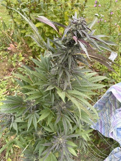 My Very First Seed