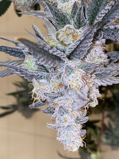 Let's See Your Frostiest Flowers