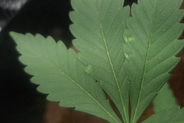 white discoloration on one leaf of healthy looking plant