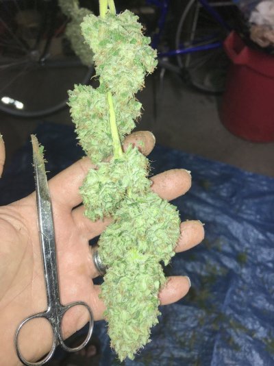 Let's see your 2024 outdoor grow!!