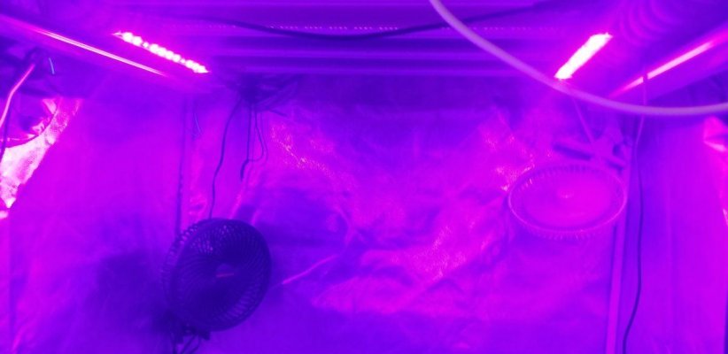 UVA/UVB Experiment Side by Side!!