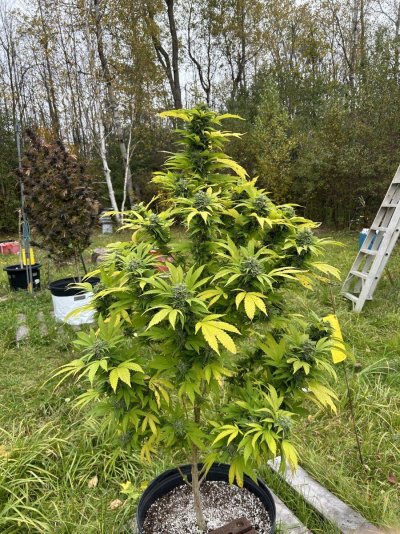Outdoor grow in Southeast Michigan 2024