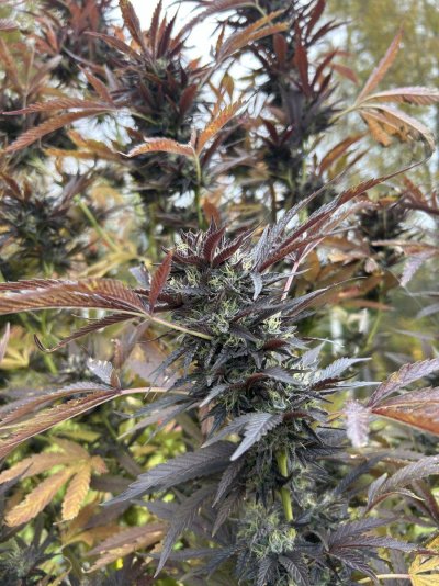 Outdoor grow in Southeast Michigan 2024