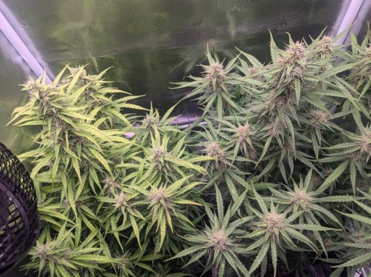 My first grow is in cocoloco