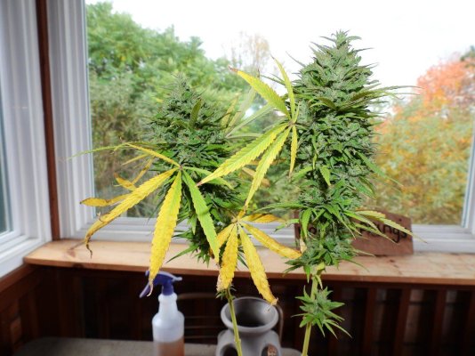 is-it-time-to-harvest-yet.jpg