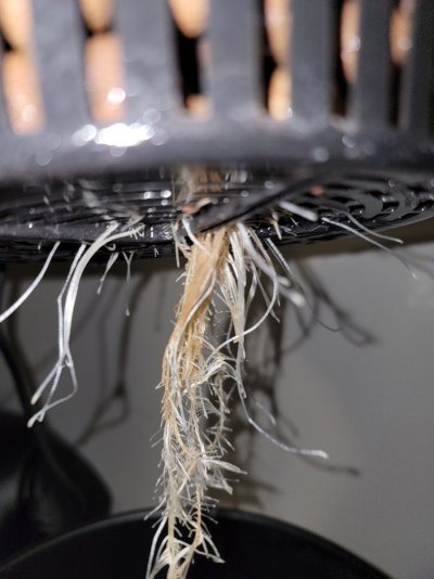 Question about hydroponics best practices