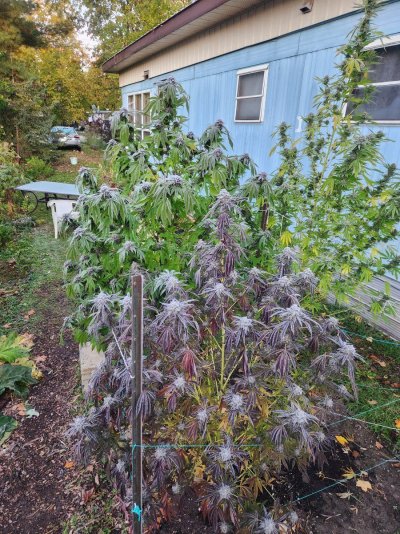 Let's see your 2024 outdoor grow!!