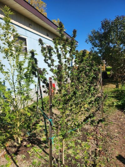 Let's see your 2024 outdoor grow!!