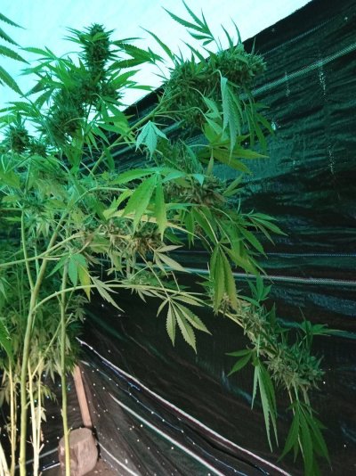 Outdoor grow in Southeast Michigan 2024