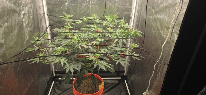 first-time-lst--trellis-net-i-think-i-did-ok.jpg