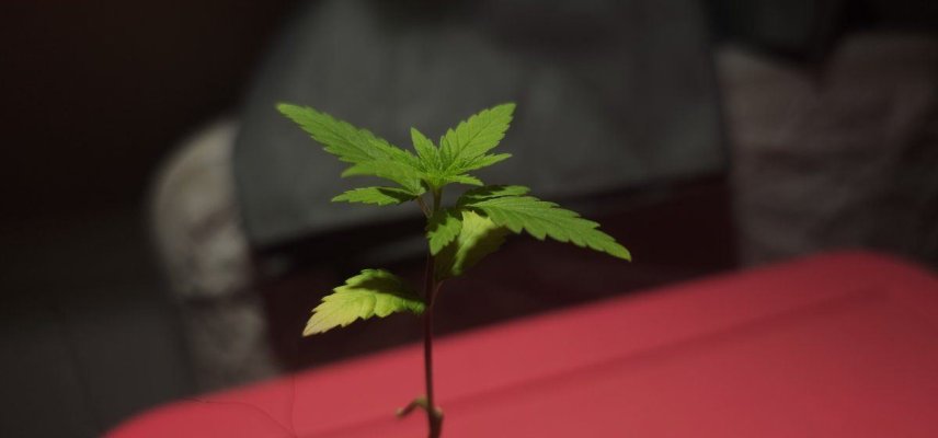 Seedling leaves turning yellowish white