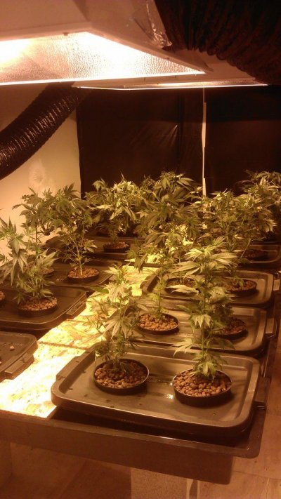 ScrOGer's Medi-Grow Show