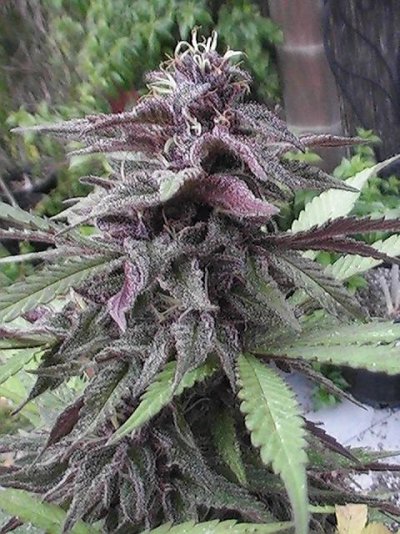Just a fast high from gooeyBreeder.