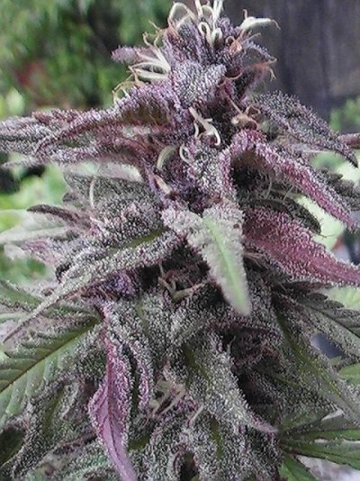 Just a fast high from gooeyBreeder.