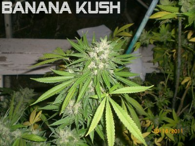 Attention GH Maxi series nutrient users - show (and tell) your garden!