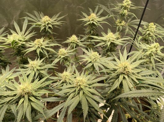 Growing out three of the seeds I reversed finally…