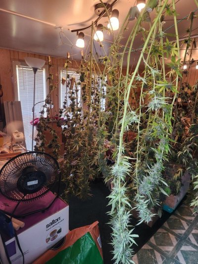 Let's see your 2024 outdoor grow!!