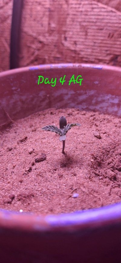 day-4-ag.jpg