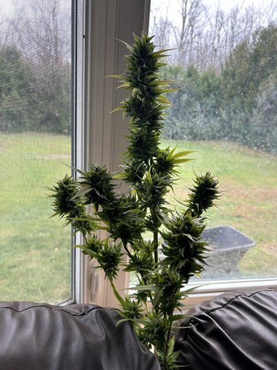 Let's see your 2024 outdoor grow!!