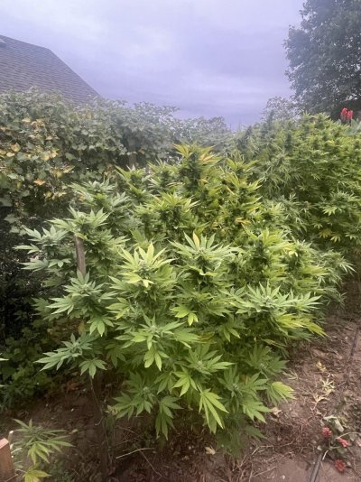 Let's see your 2024 outdoor grow!!
