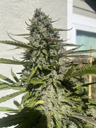 Let's see your 2024 outdoor grow!!