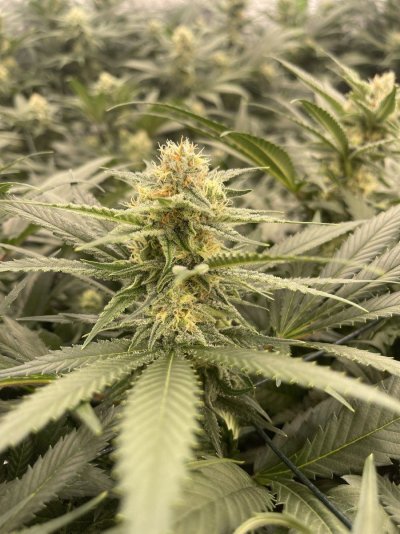 first-time-led-grow-help.jpeg